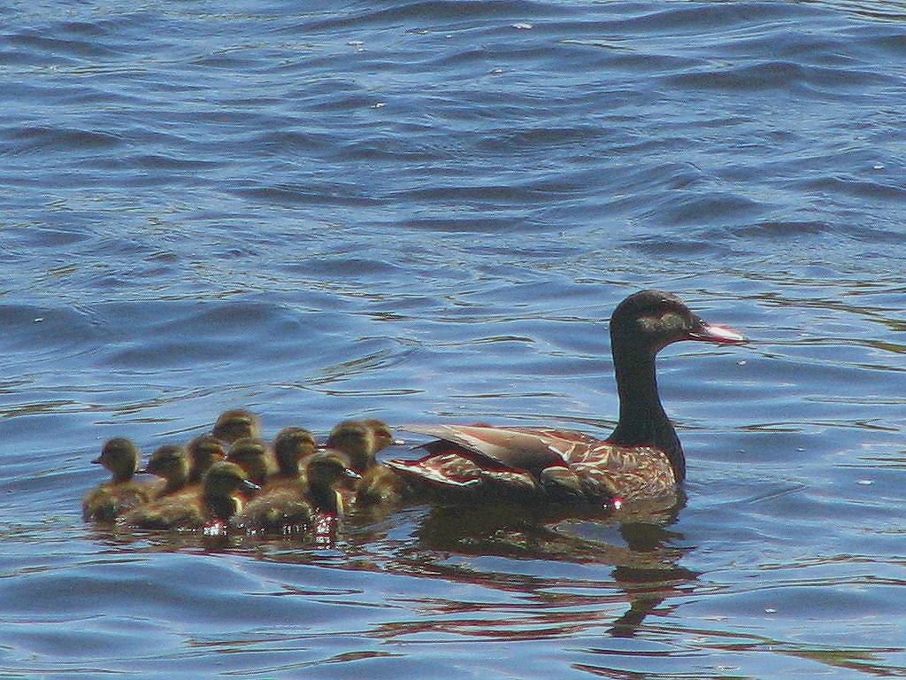 American Black Duck (Anas rubripes), female and chicks by DGERobertson is licensed under CC BY-NC-SA 2.0